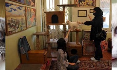 Tahran'da sıra dışı bir müze; 'Kedi Müzesi'