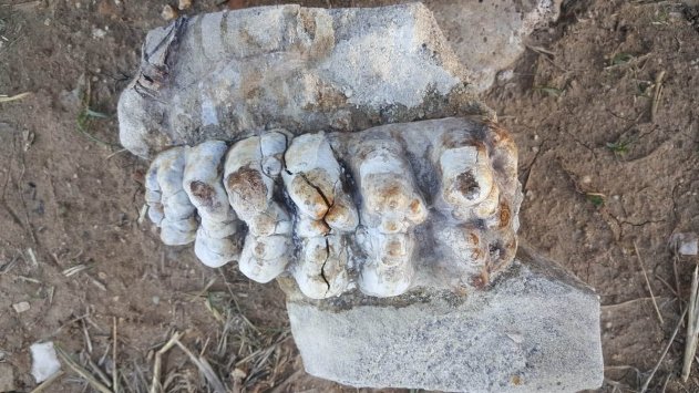Çanakkale'de 8-9 milyon yıllık fil fosili bulundu